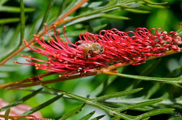 New Zealand 09_10  092